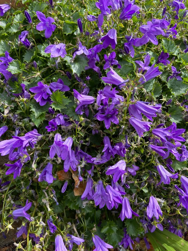 Detoxification of the body and mind