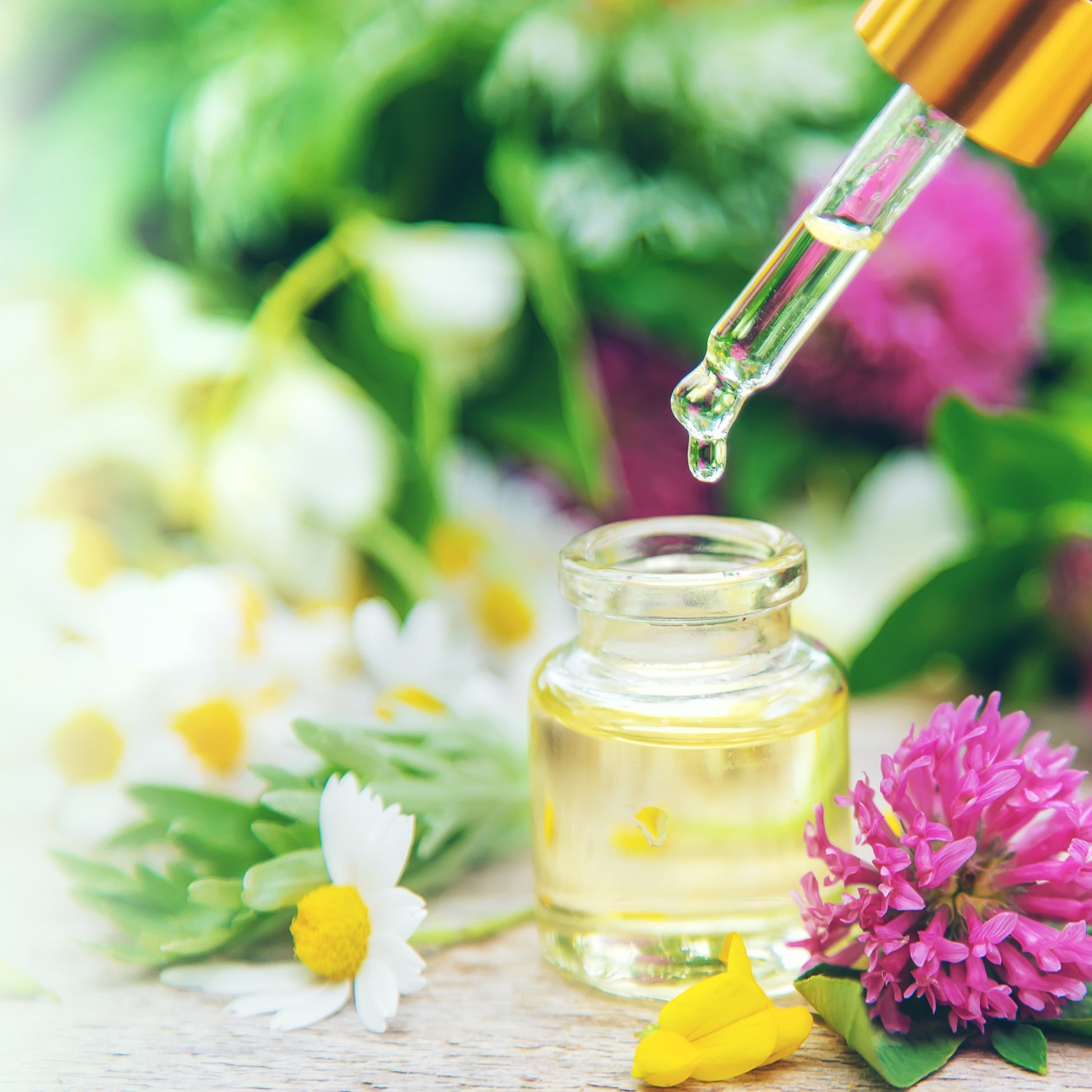 Healing_Plants_Collection